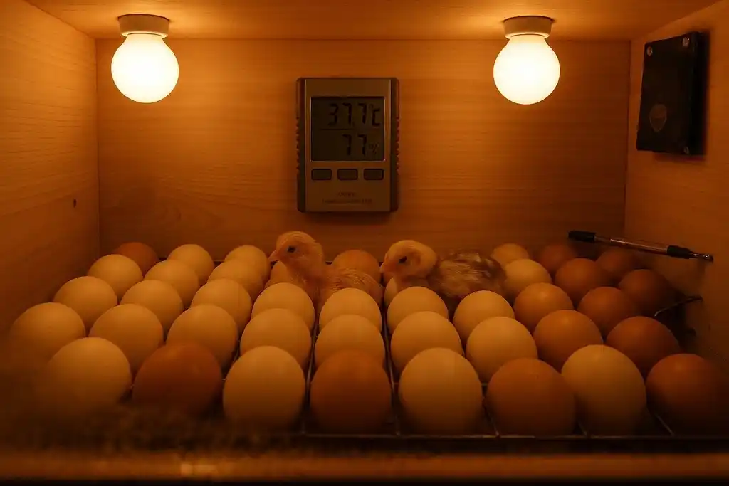 Interior de una incubadora de madera llena de huevos de gallina, de los cuales dos han eclosionado y sus respectivos pollitos se encuentran en el exterior, en el techo hay dos bombillas de calor infrarroja y al fondo un termohigrómetro fijado en la pared