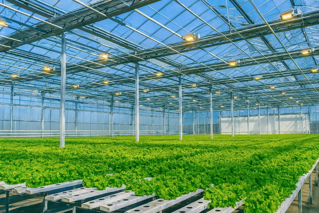 Interior de un invernadero moderno con estructura metálica y techo de cristal, iluminado con luces artificiales y con hileras de lechugas cultivadas mediante sistema hidropónico